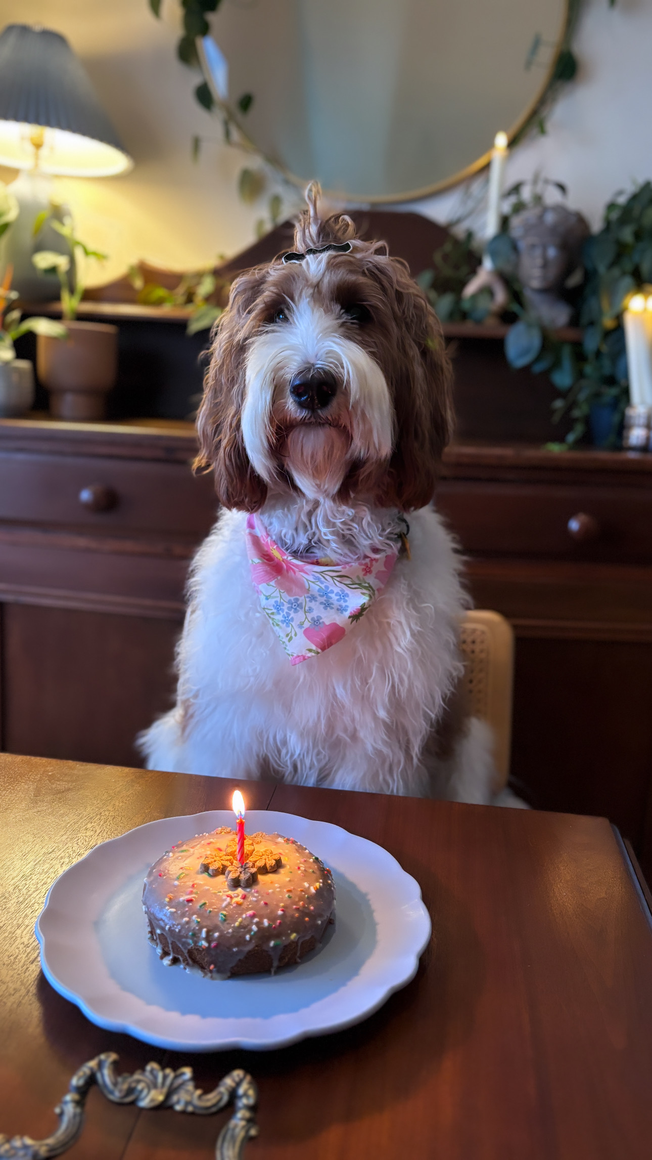 Pet Madness Contestant