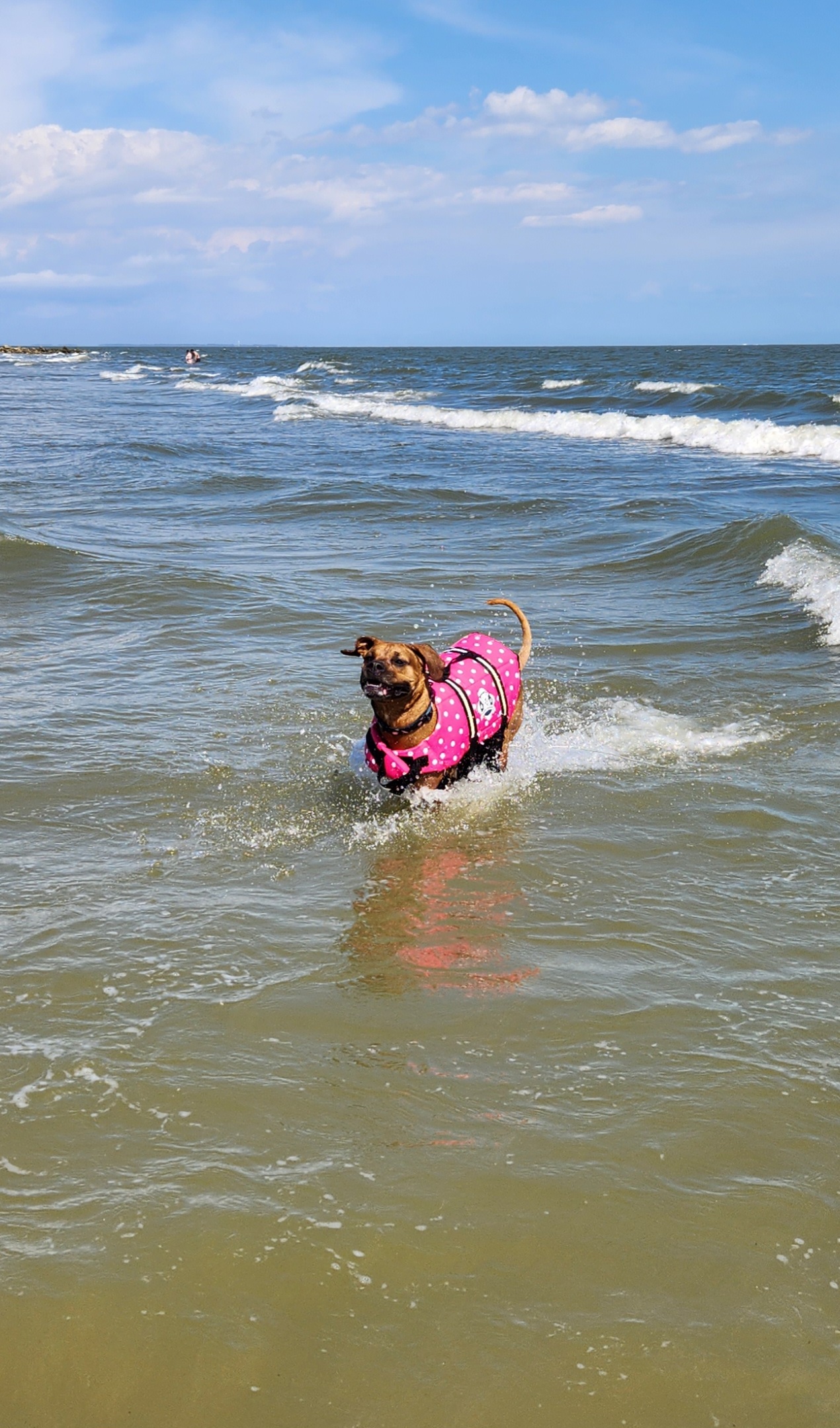 Pet Madness Contestant