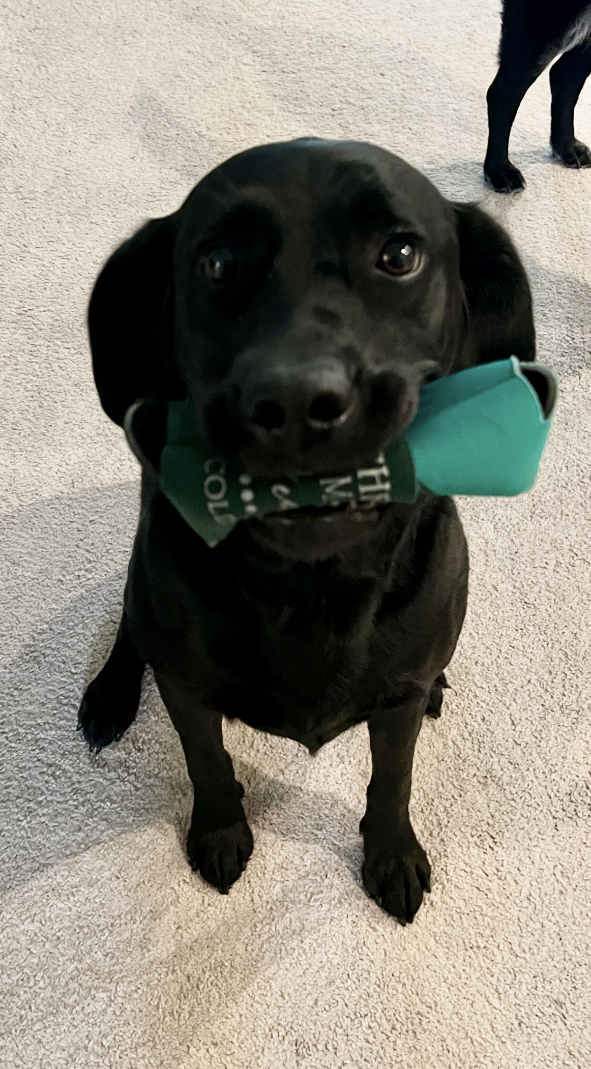 Pet Madness Contestant