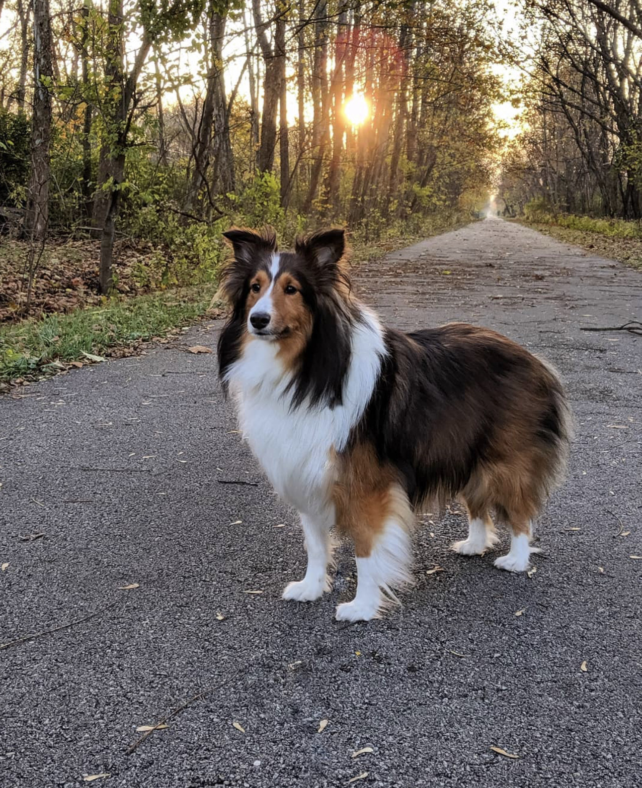 Pet Madness Contestant