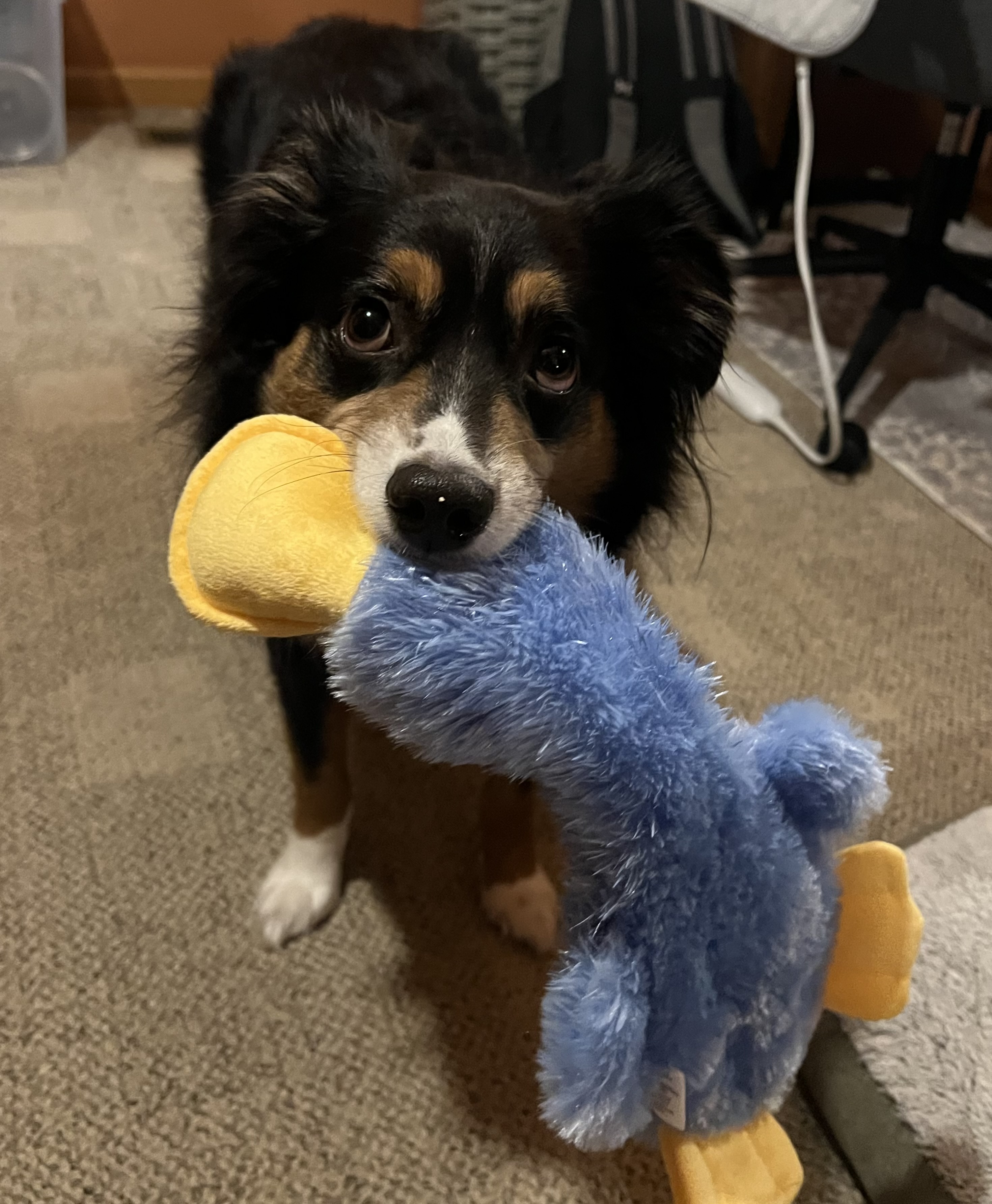 Pet Madness Contestant