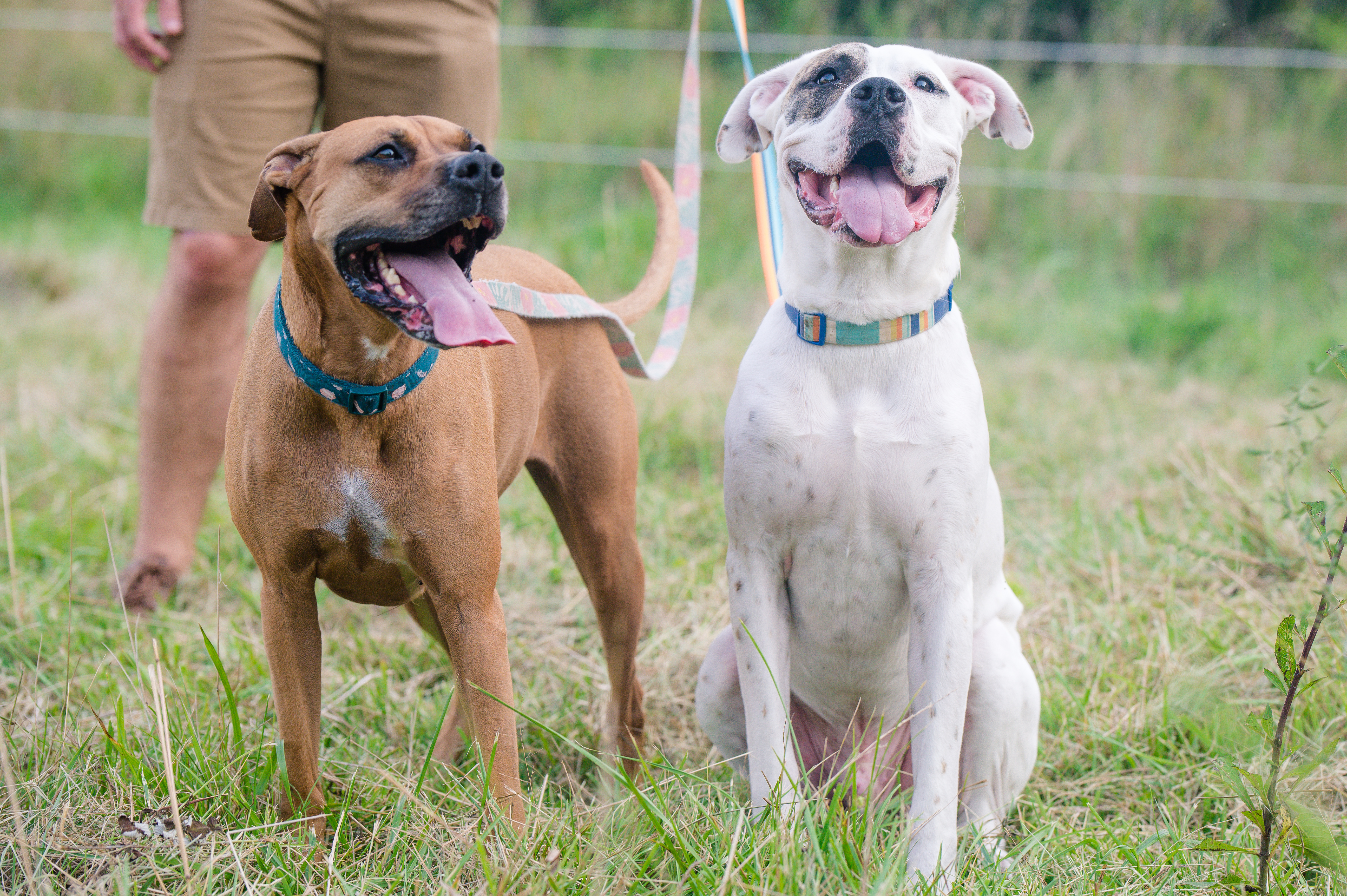 Pet Madness Contestant