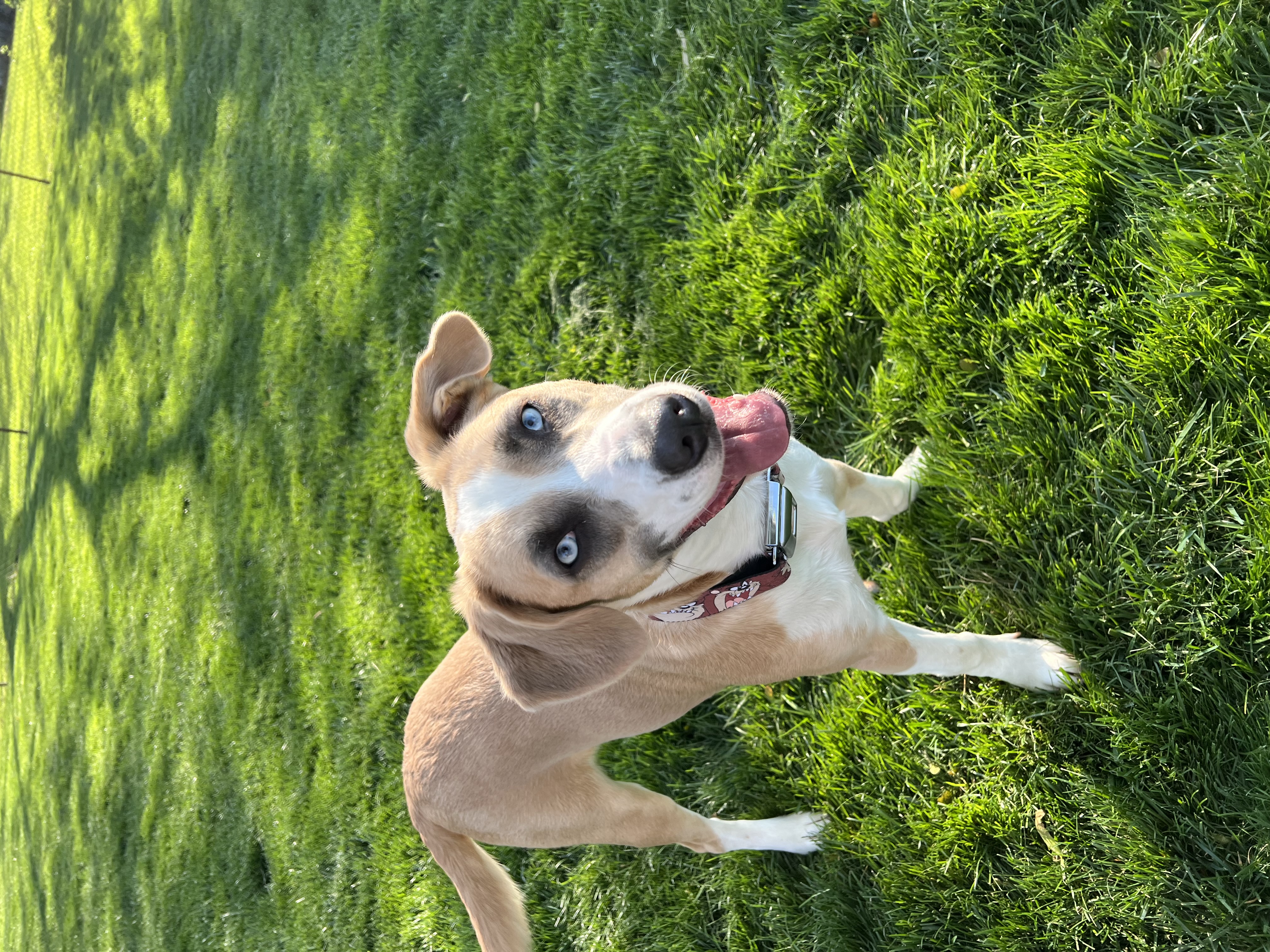 Pet Madness Contestant