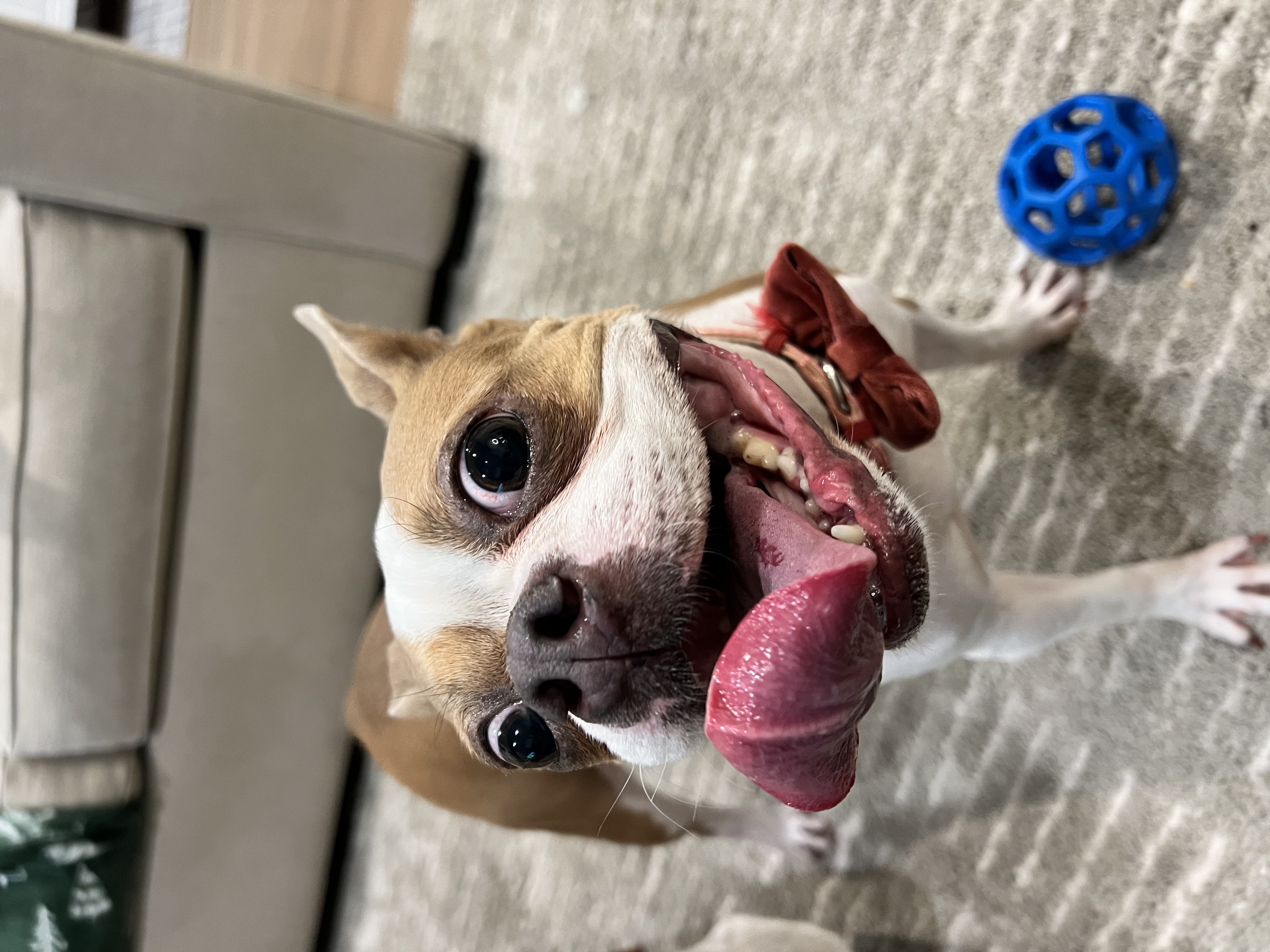 Pet Madness Contestant