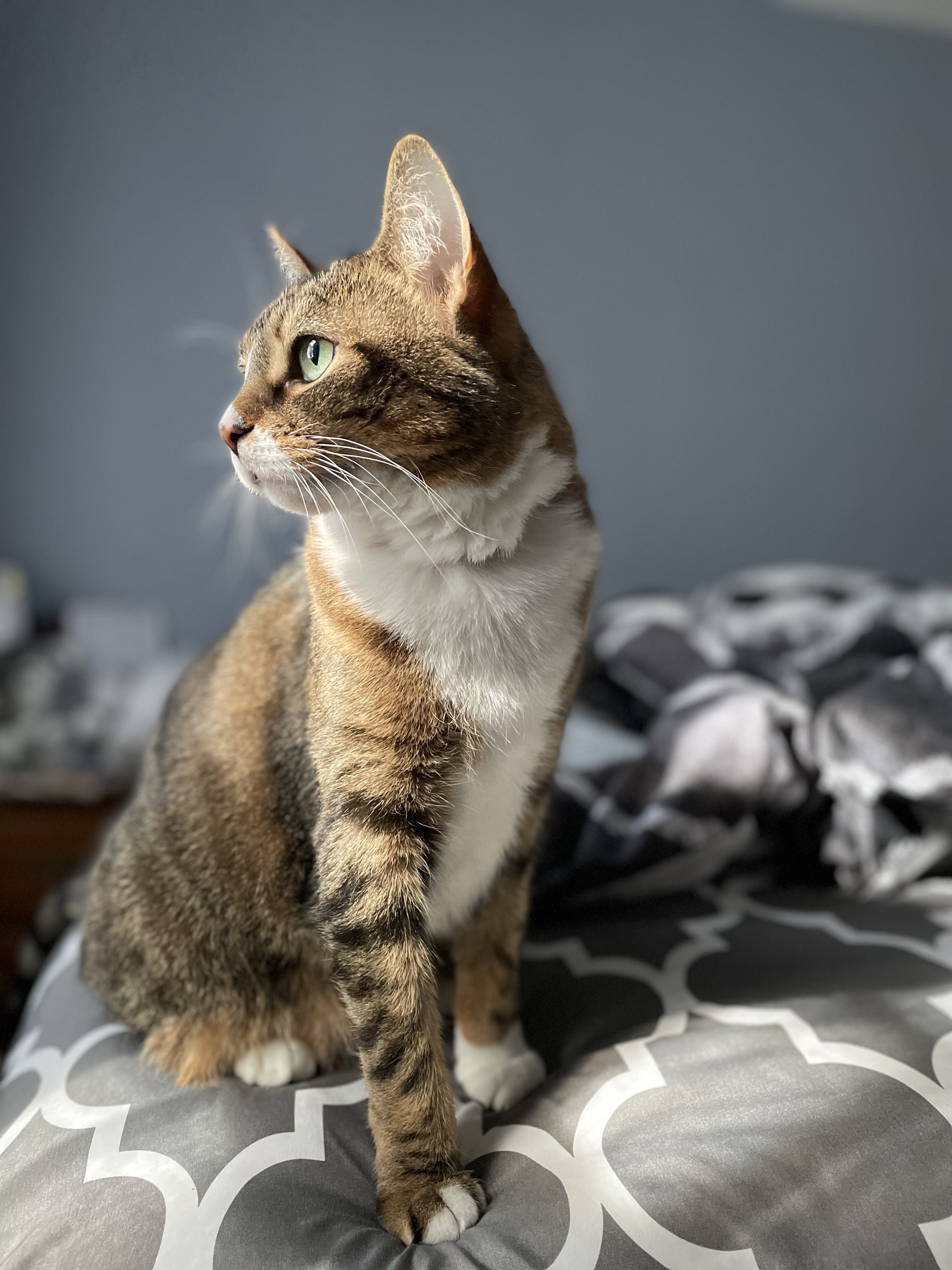 Pet Madness Contestant